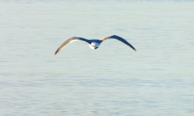 0179Gull.jpg