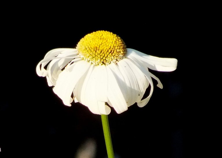 0182Daisy.jpg