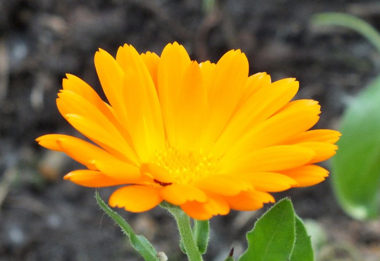 1008Calendula.jpg