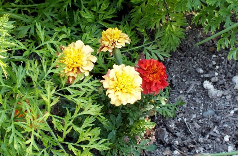 0136Tagetes.jpg