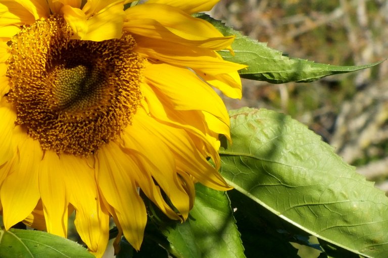 0136Sunflower.jpg