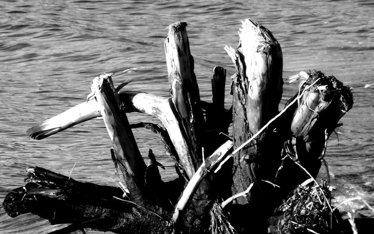 RD0162Driftwood.jpg