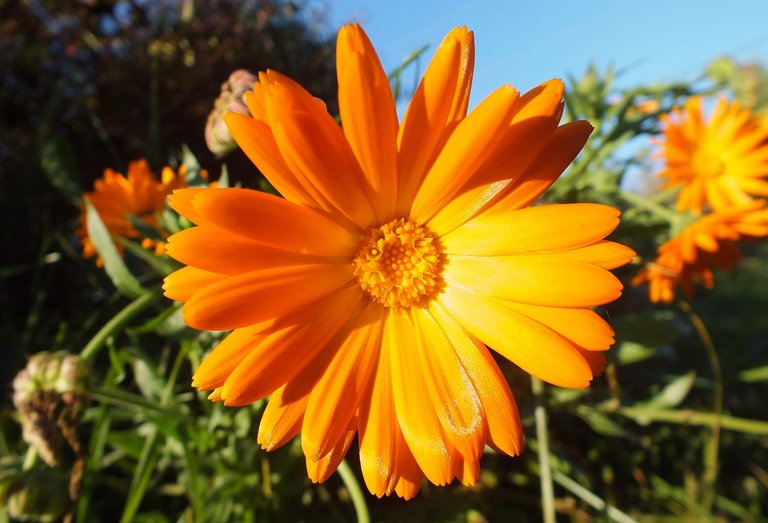 CT0054Calendula181002.jpg