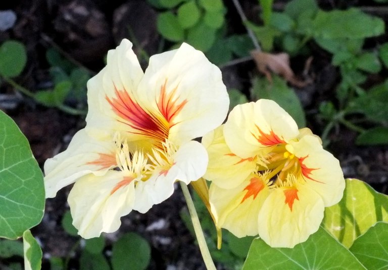 0098Nasturtium.jpg