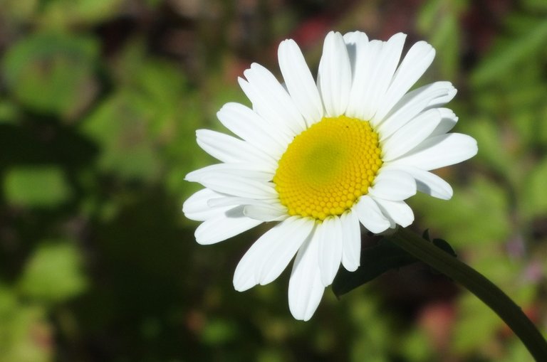 0775Daisy.jpg