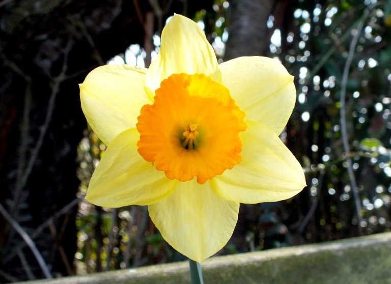 0006Daffodil.jpg