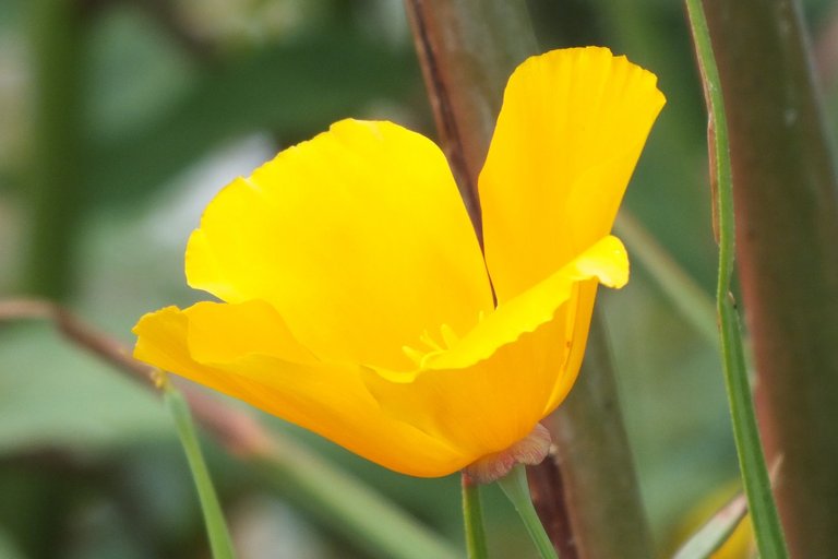 0985YellowPoppy.jpg