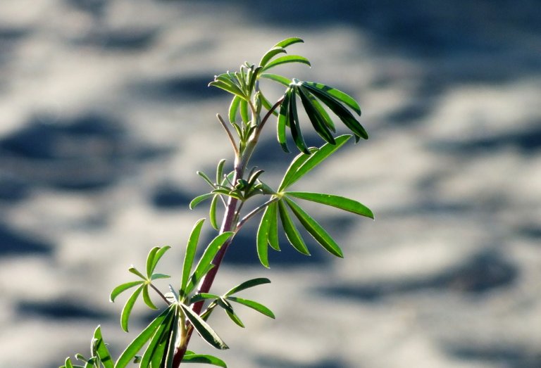 0085BeachLupin.jpg