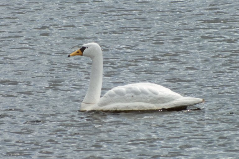 1381Swan.jpg