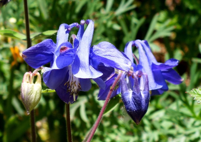 1027Columbines.jpg