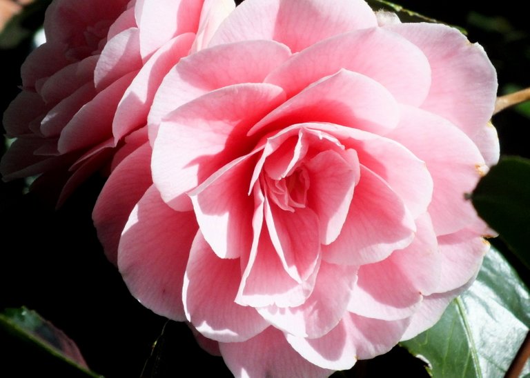 0011Camellia.jpg