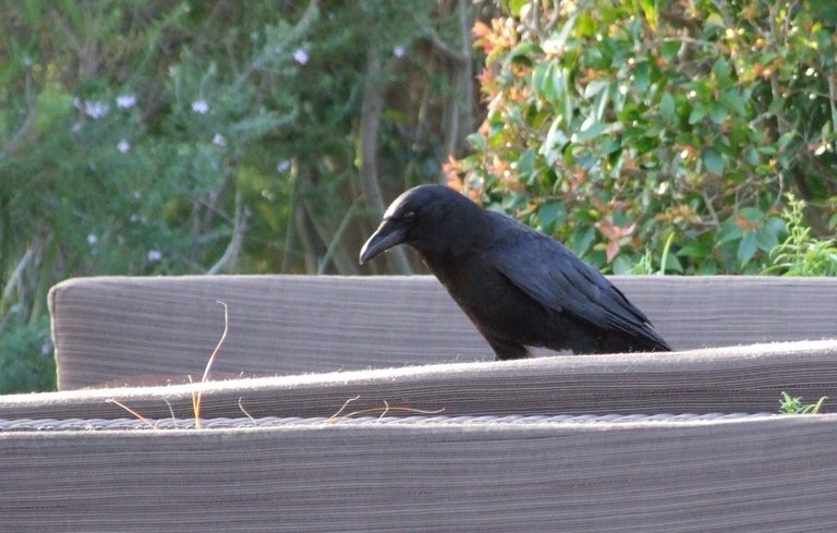 0816Crow.jpg