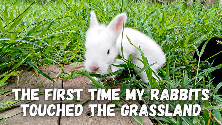 The first time my rabbits touched the grassland.png