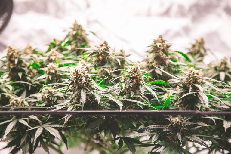 weed-9107.jpg