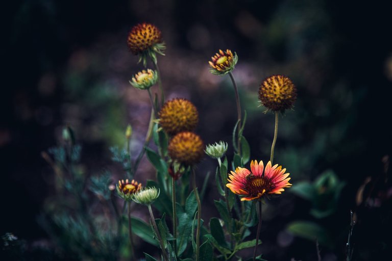 wildflowers-9069.jpg