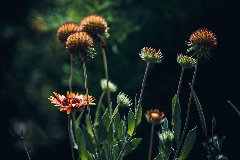 wildflowers-9084.jpg
