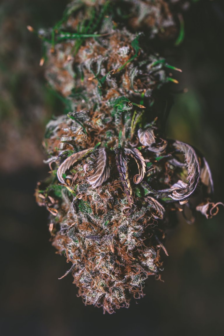 cannabis-5239.jpg