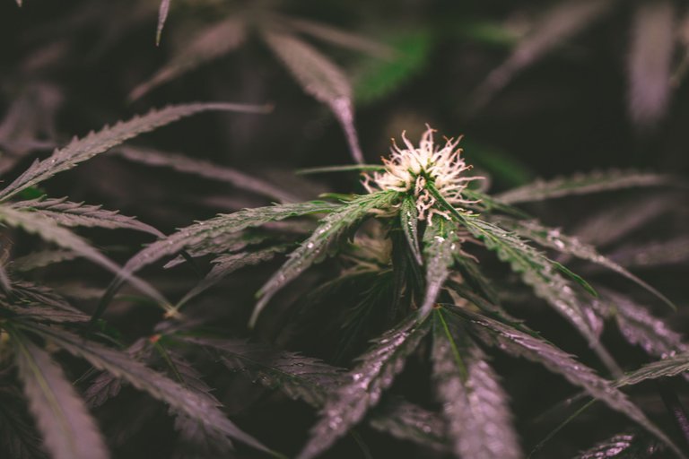 weed-6731.jpg