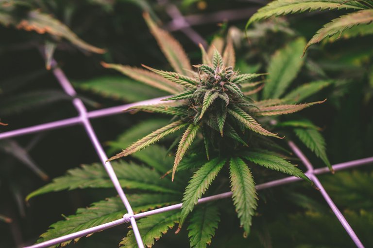 weed-3893.jpg