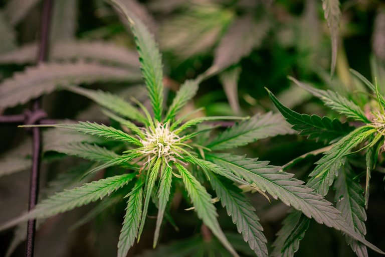 weed-6589.jpg