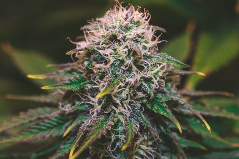 weed-3898.jpg