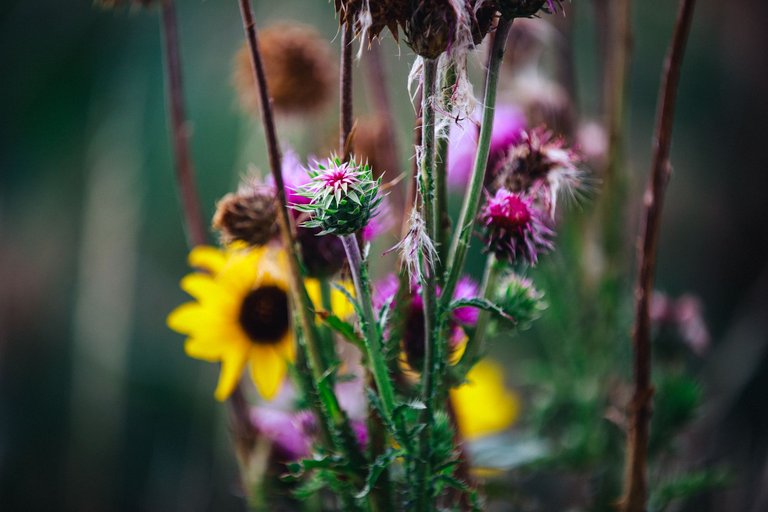 wildflowers-8963.jpg