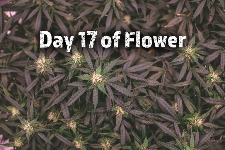 weed-8596.jpg