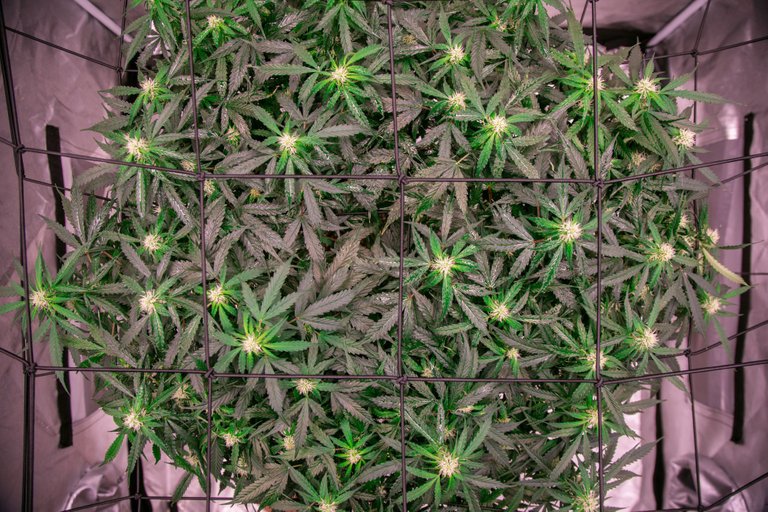 weed-6741.jpg