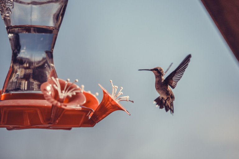 hummingbird-8725.jpg