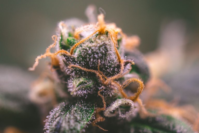 weed-9101.jpg
