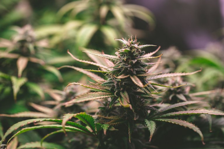 weed-3892.jpg