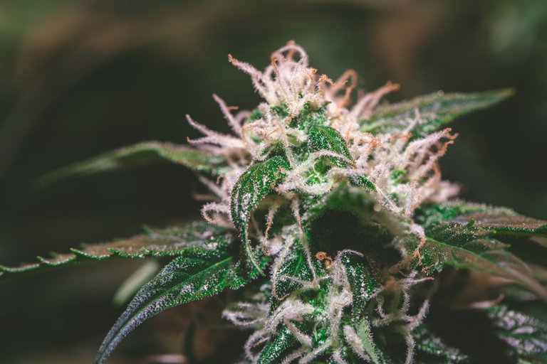 weed-8604.jpg