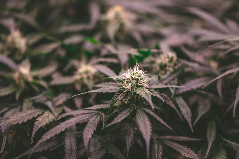 weed-8599.jpg