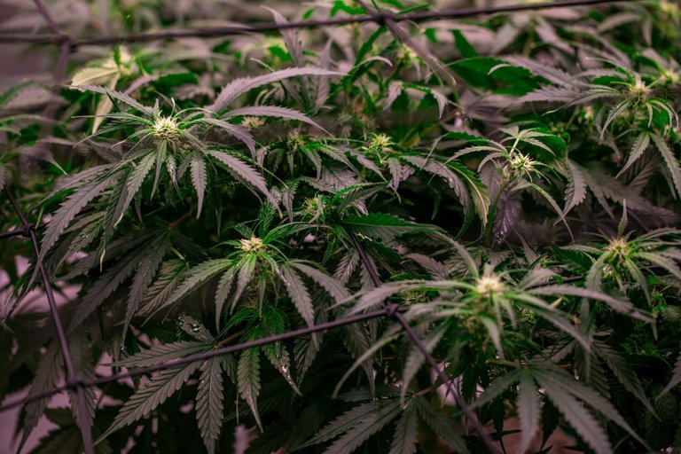 weed-6593.jpg