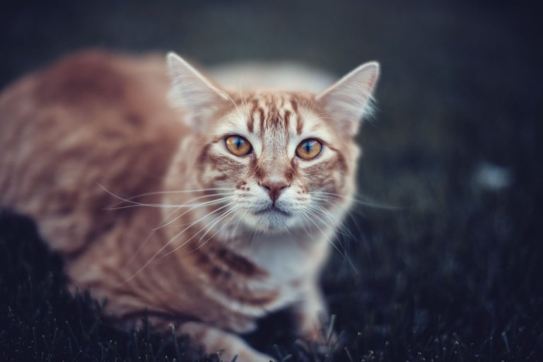 rusty-6625.jpg
