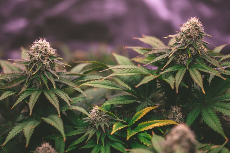weed-3885.jpg