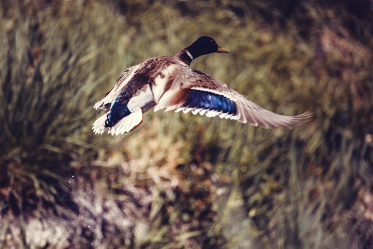 ducks-1147.jpg