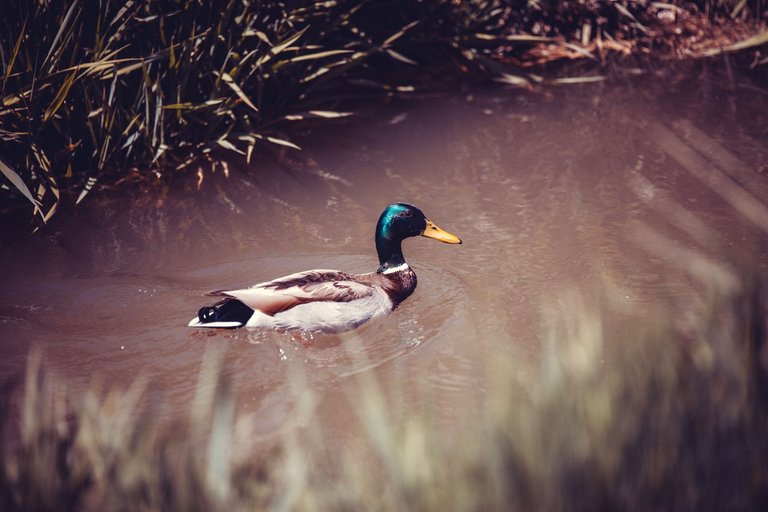 ducks-1144.jpg