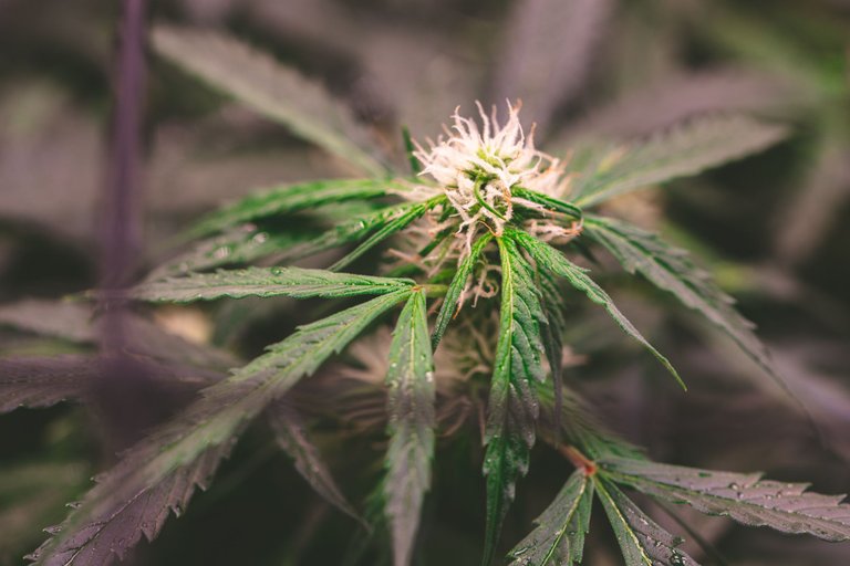 weed-6732.jpg