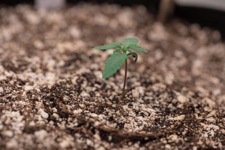 seedlings-9862.jpg