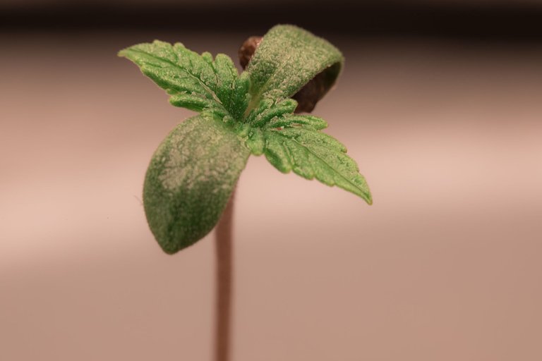 seedlings-9848.jpg