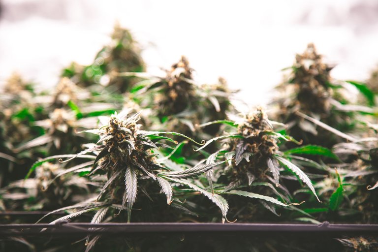 weed-9108.jpg