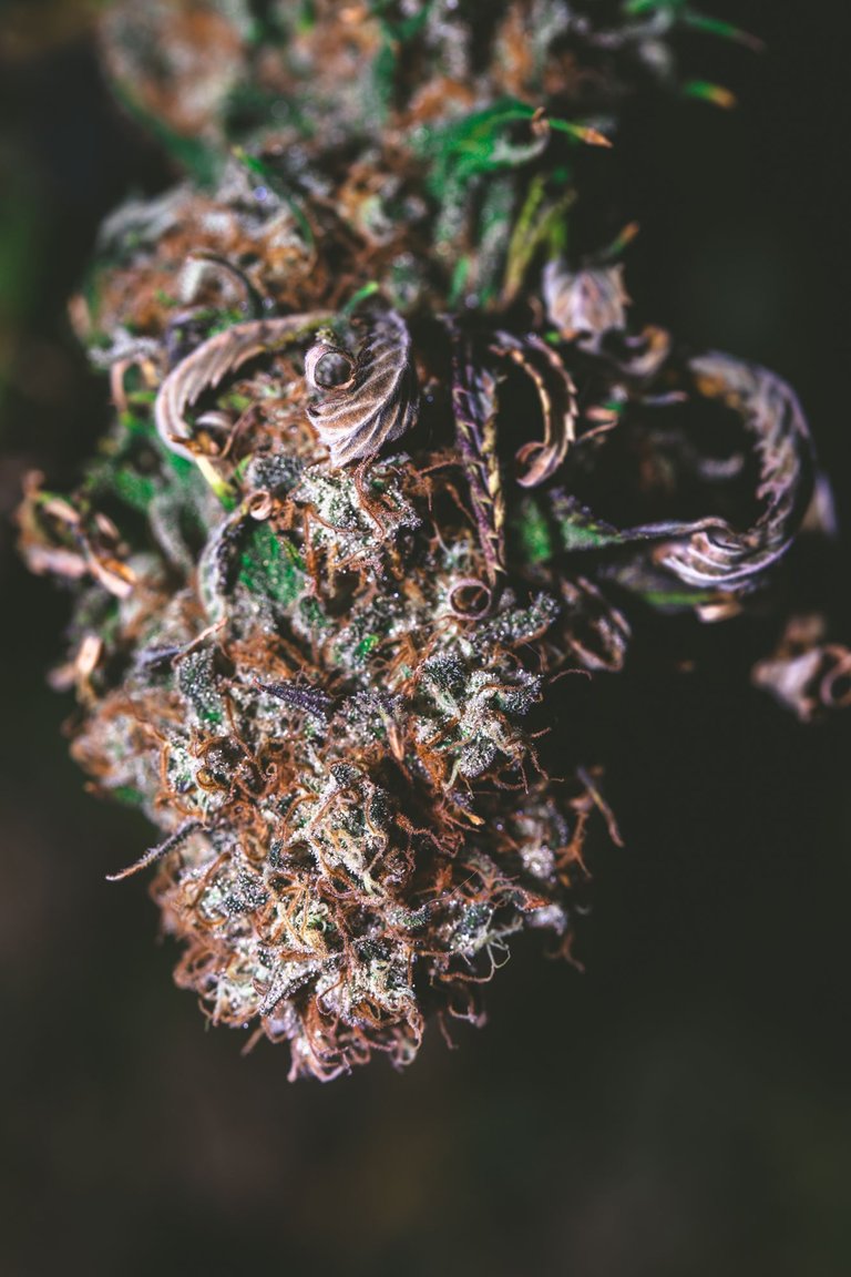 cannabis-5241.jpg