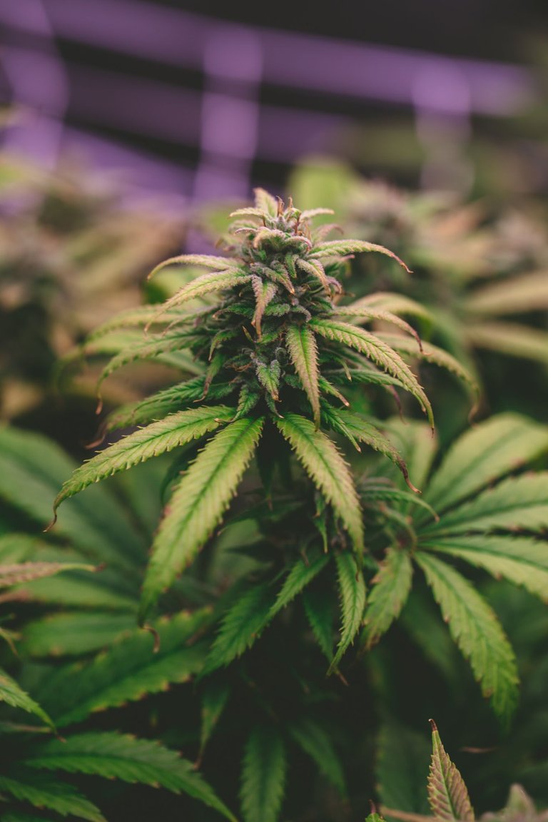 weed-3883.jpg