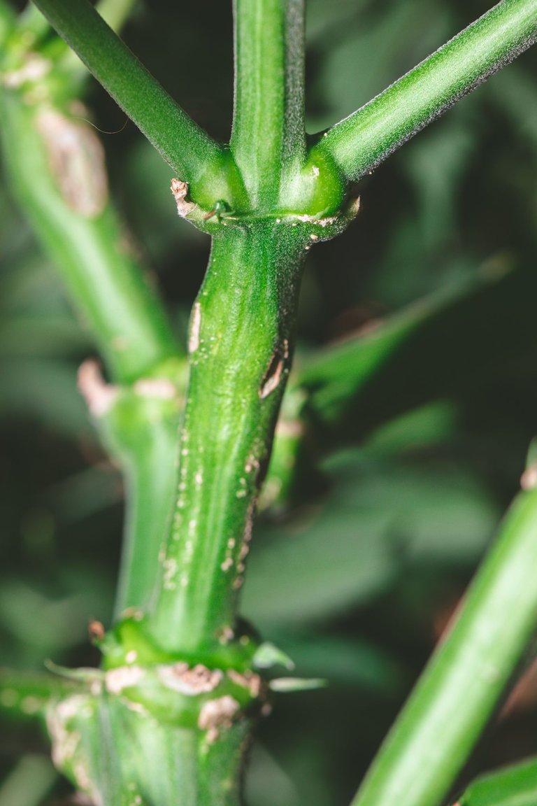 weed-8602.jpg