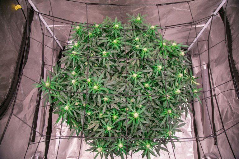 weed-6733.jpg