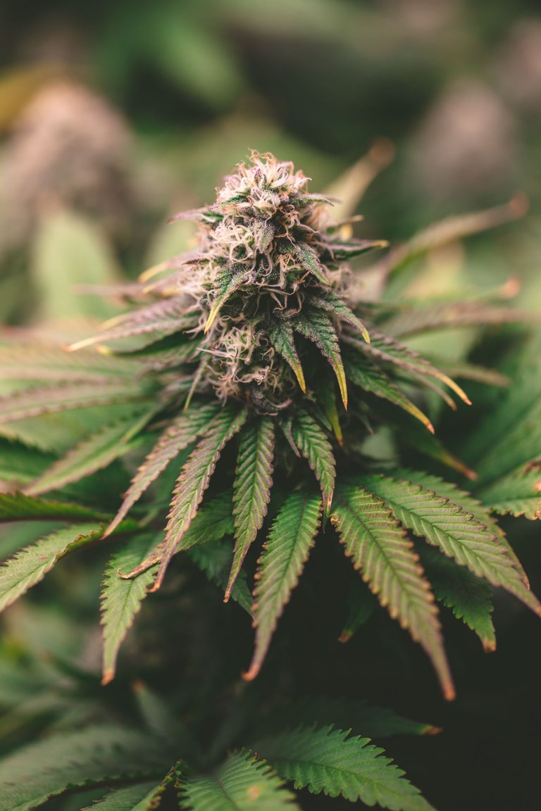 weed-3879.jpg