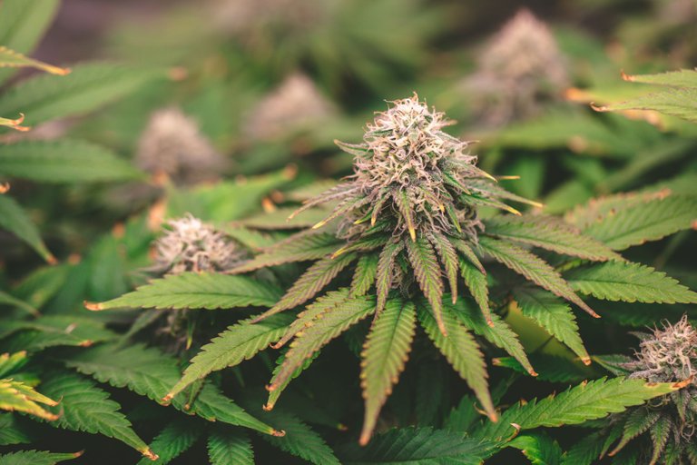weed-3894.jpg