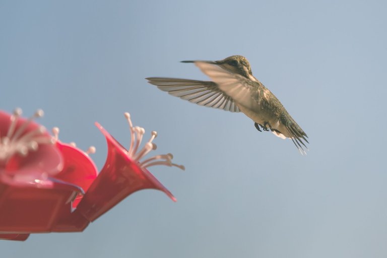 hummingbird-8728.jpg