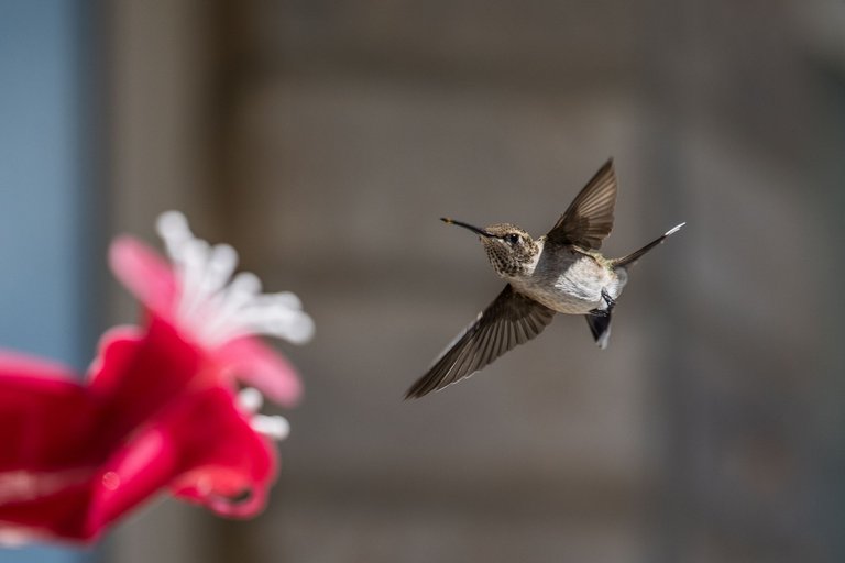 hummingbird-8718.jpg